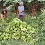 नुन पनि गुणस्तहीन ! आयोडिनविहीन नुन बिक्री रोक्न माग